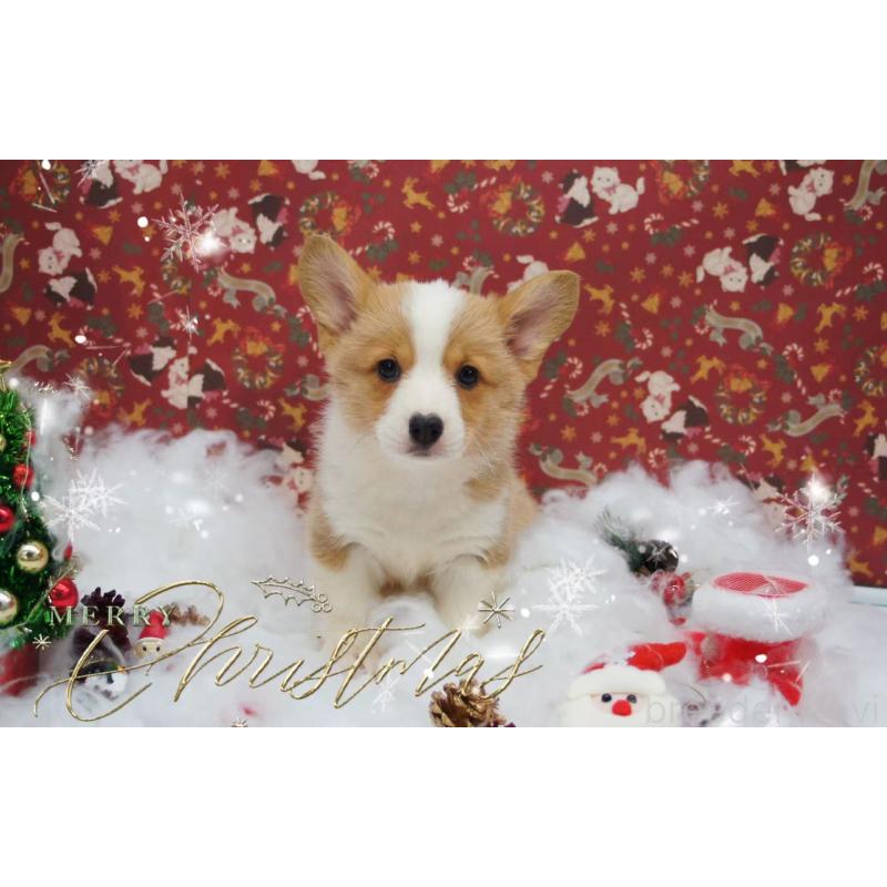 販売中の千葉県のウェルシュコーギーペンブローク-430496の2枚目