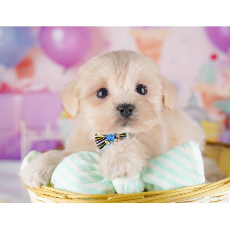 販売中の東京都のマルプー:マルチーズ×トイプードル-430520