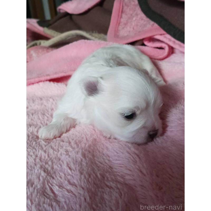 販売中の富山県のマルチーズ-430522の3枚目