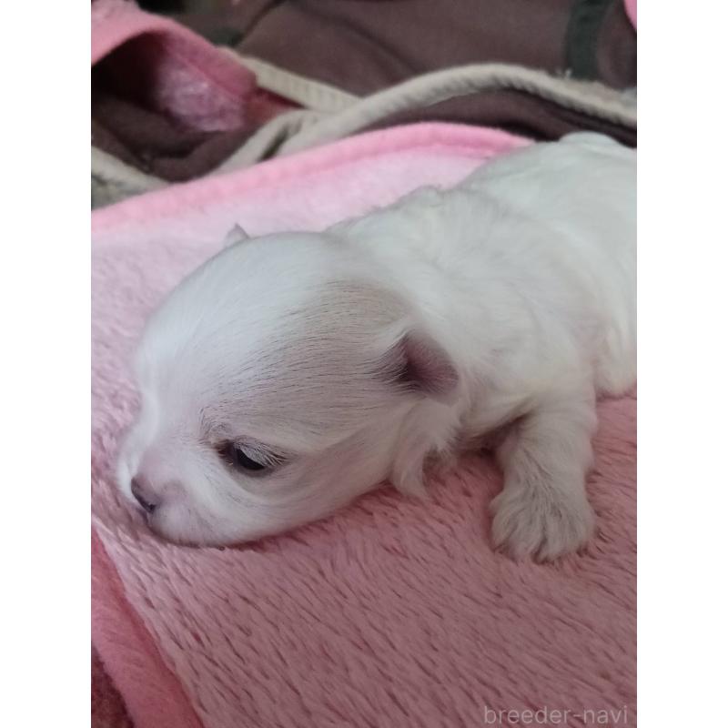 販売中の富山県のマルチーズ-430522の2枚目