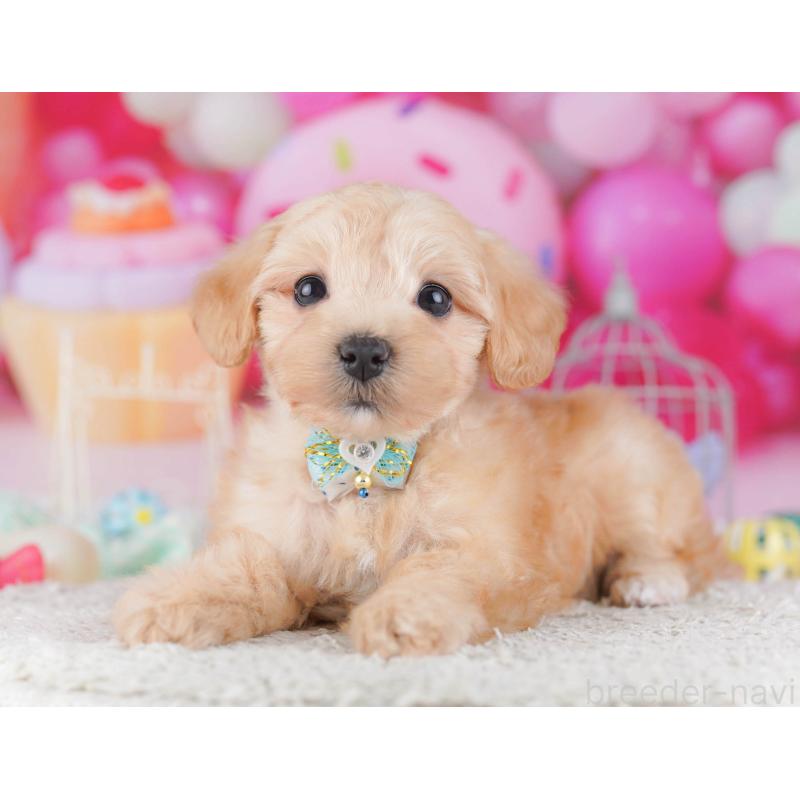 販売中の東京都のマルプー:マルチーズ×トイプードル-430521の1枚目