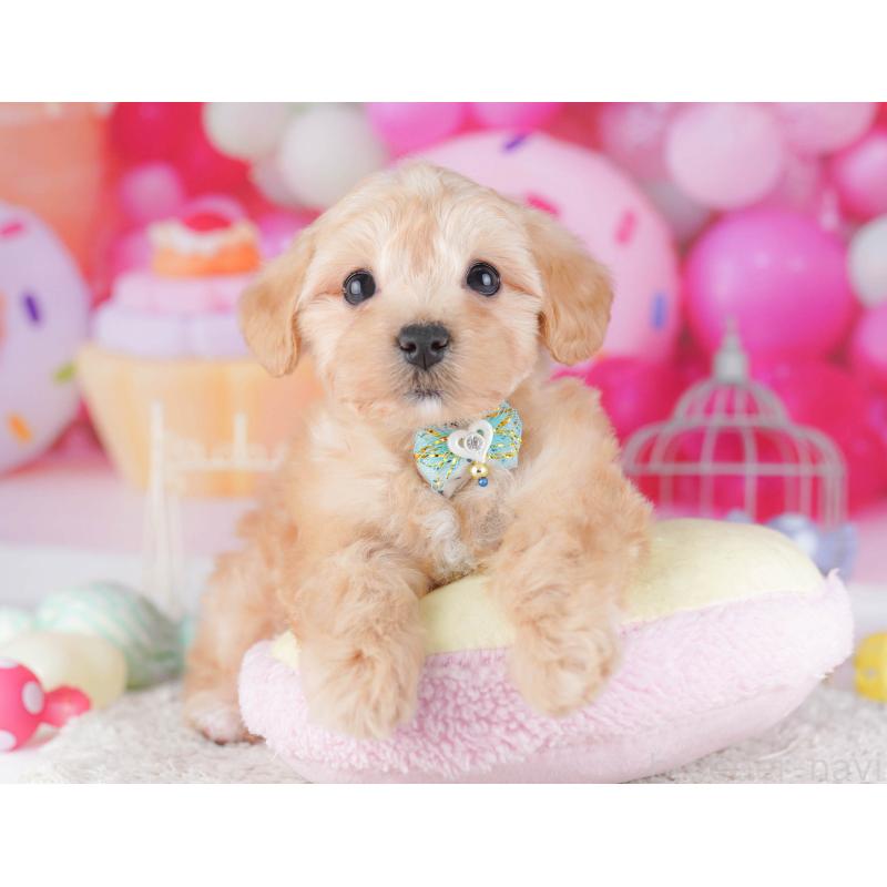 販売中の東京都のマルプー:マルチーズ×トイプードル-430521の7枚目