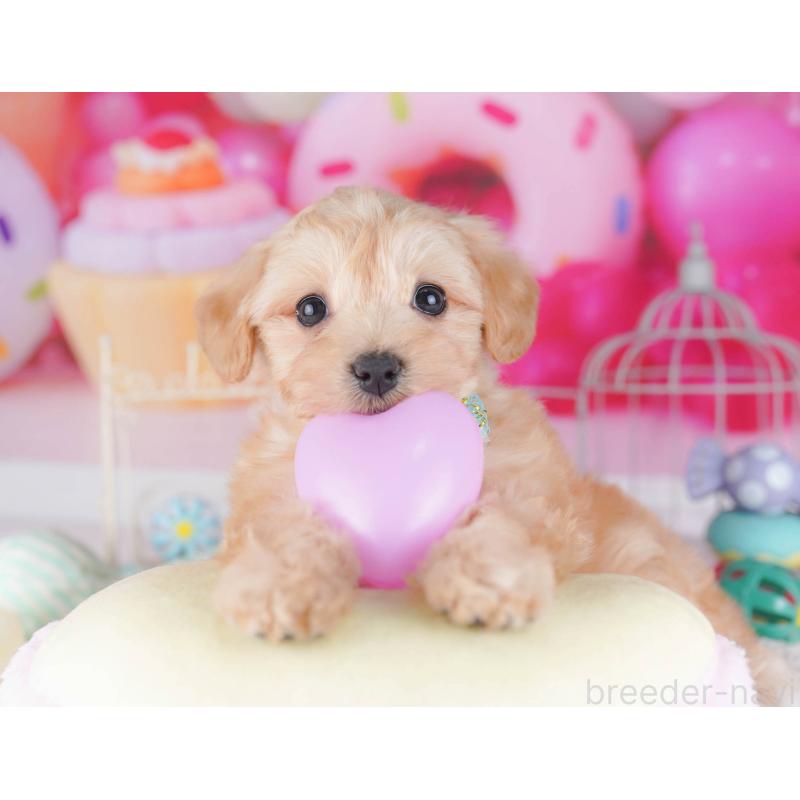 販売中の東京都のマルプー:マルチーズ×トイプードル-430521の6枚目