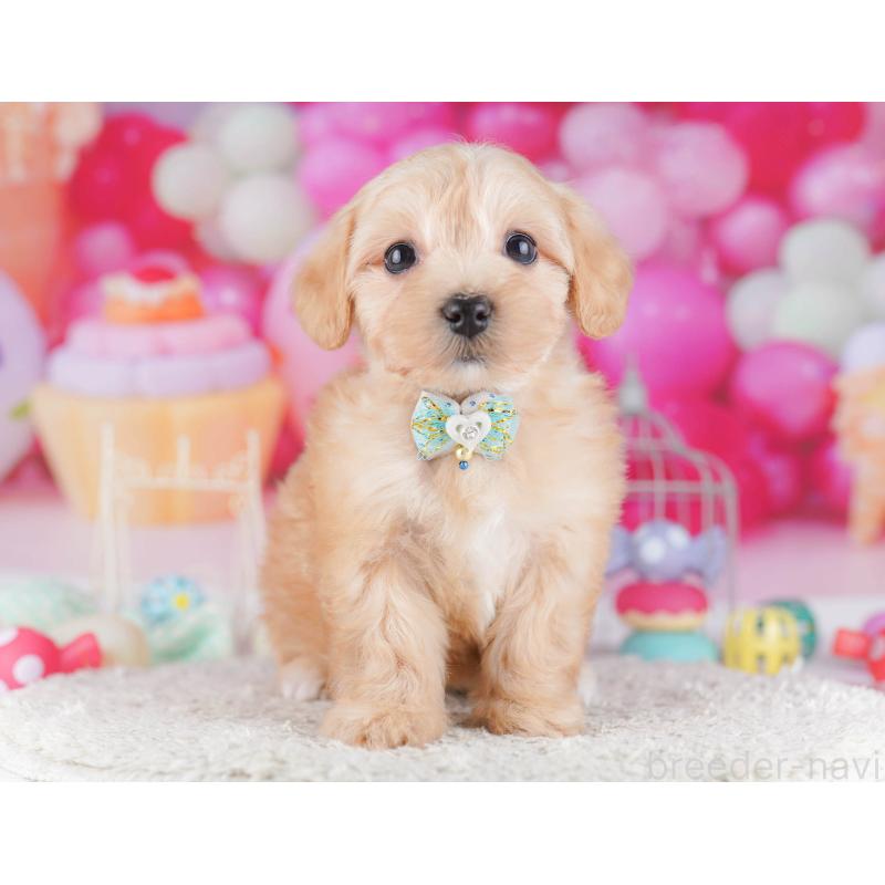 販売中の東京都のマルプー:マルチーズ×トイプードル-430521の5枚目