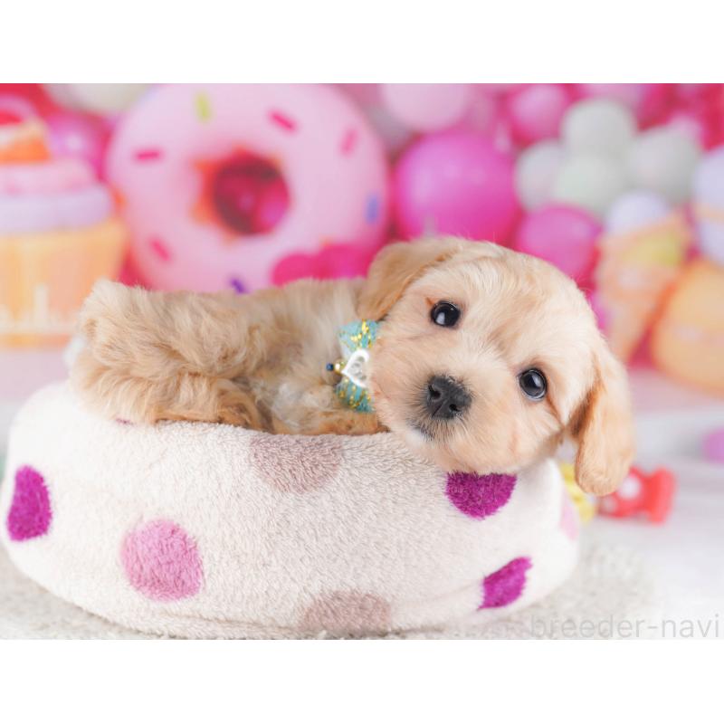 販売中の東京都のマルプー:マルチーズ×トイプードル-430521の4枚目