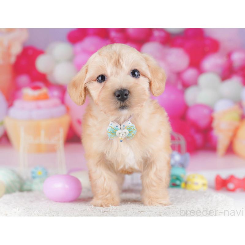 販売中の東京都のマルプー:マルチーズ×トイプードル-430521の3枚目