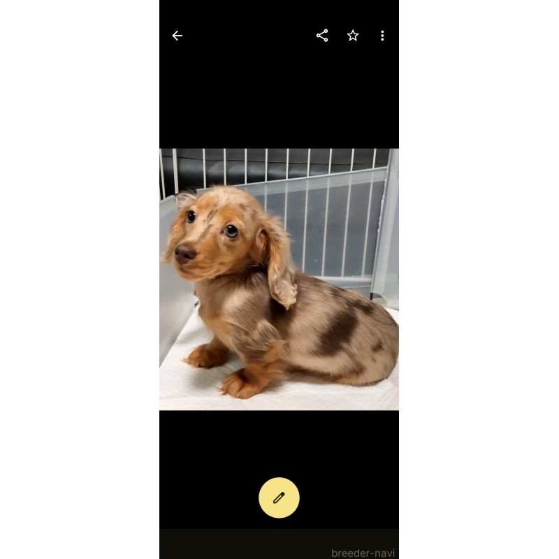販売中の兵庫県のミニチュアダックスフンド(ロングヘアード)-423144の4枚目