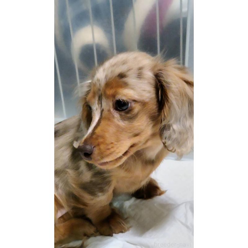 販売中の兵庫県のミニチュアダックスフンド(ロングヘアード)-423144の3枚目