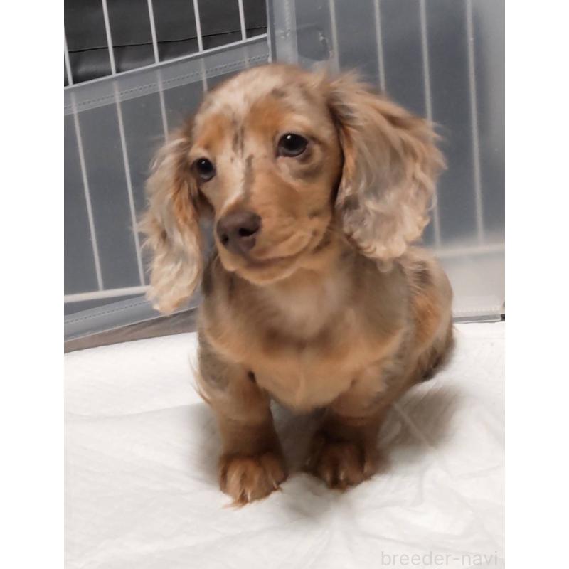 販売中の兵庫県のミニチュアダックスフンド(ロングヘアード)-423144の2枚目