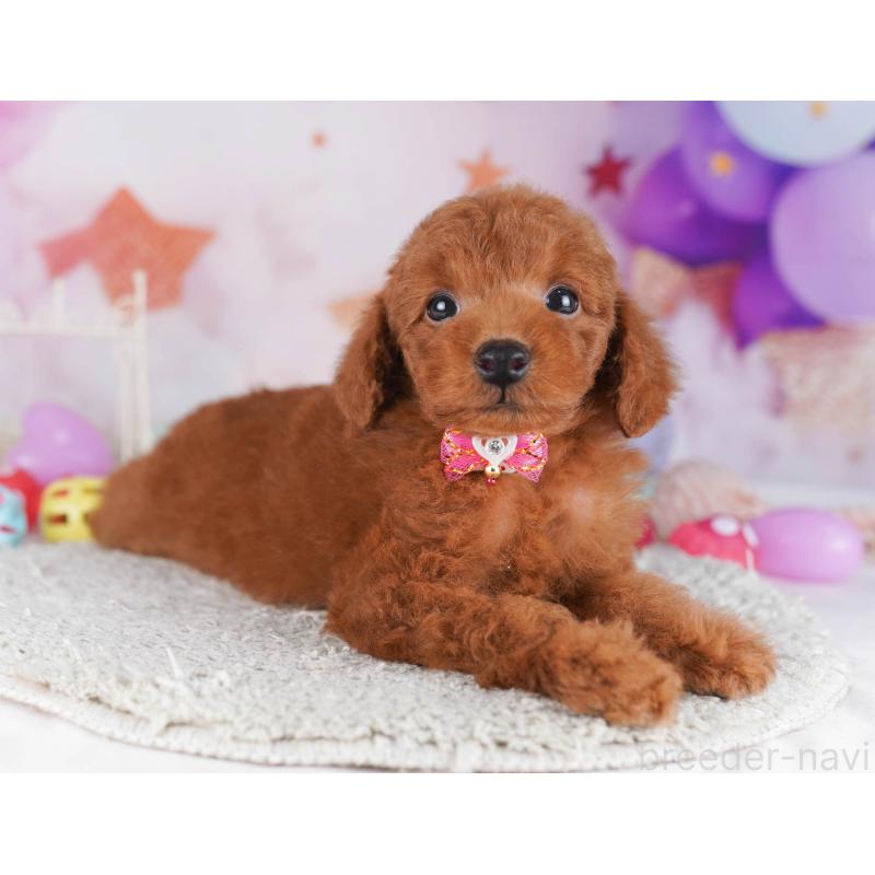 販売中の東京都のトイプードル-430523