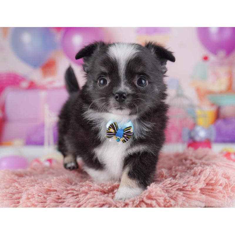 販売中の東京都のチワワ(ロングコート)-430525の1枚目