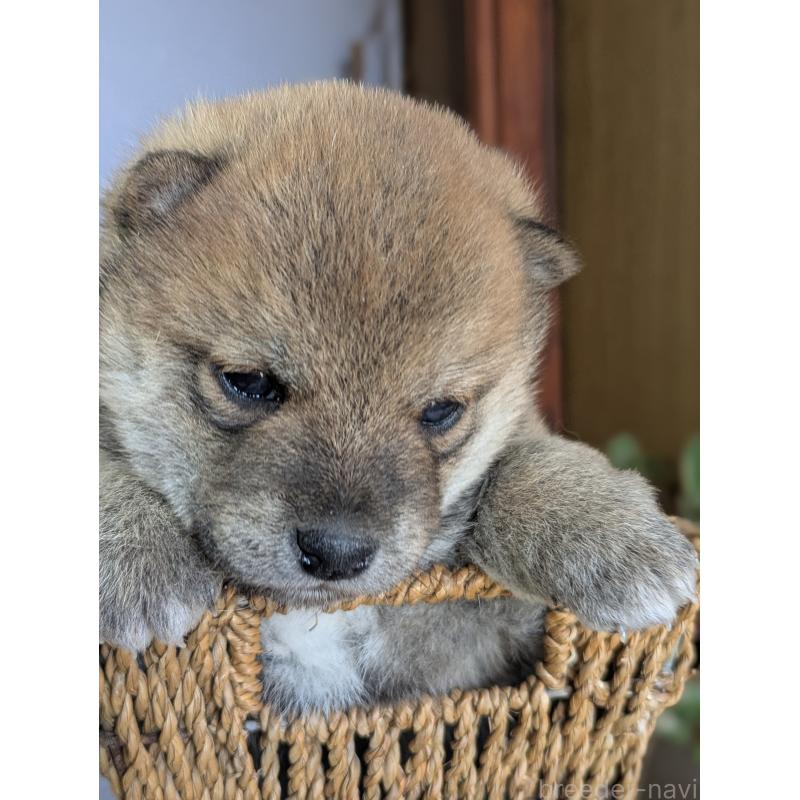 成約済の鹿児島県の豆柴-428464の4枚目