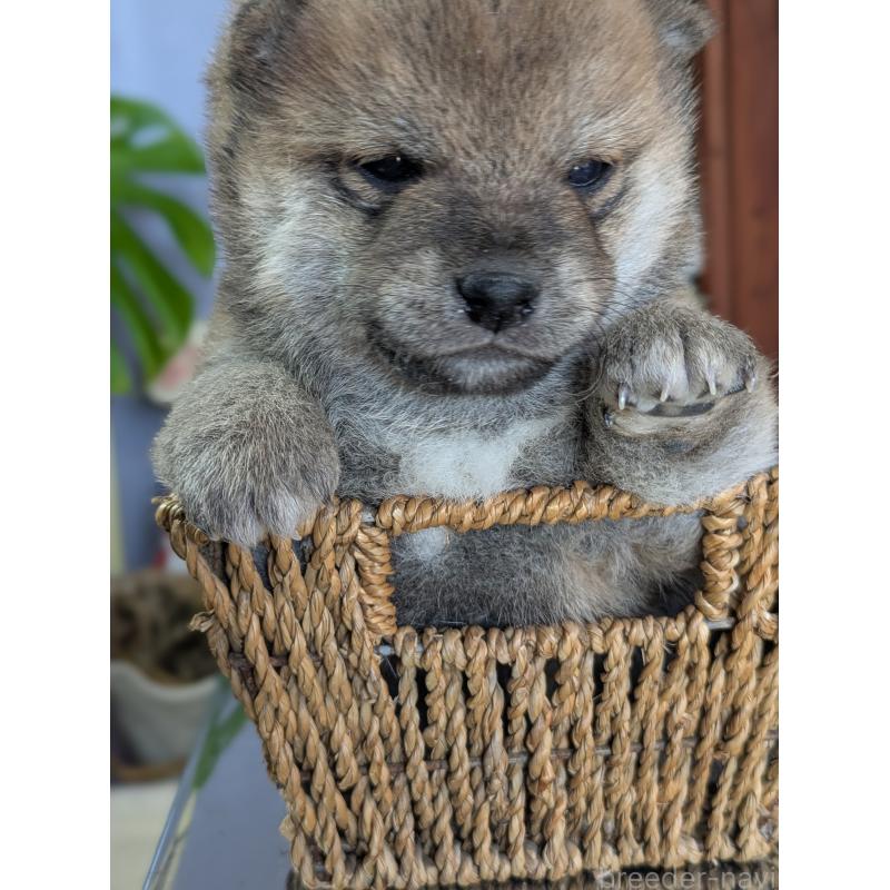 成約済の鹿児島県の豆柴-428464の3枚目