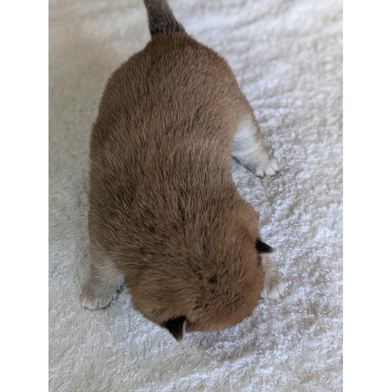 成約済の鹿児島県の豆柴-428239の6枚目