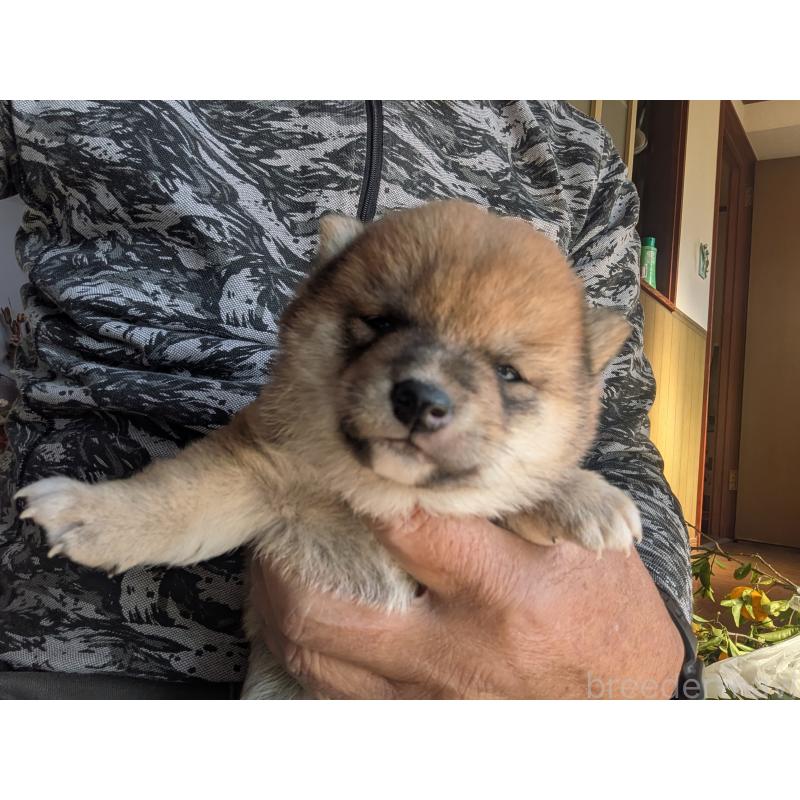 成約済の鹿児島県の豆柴-428239の4枚目