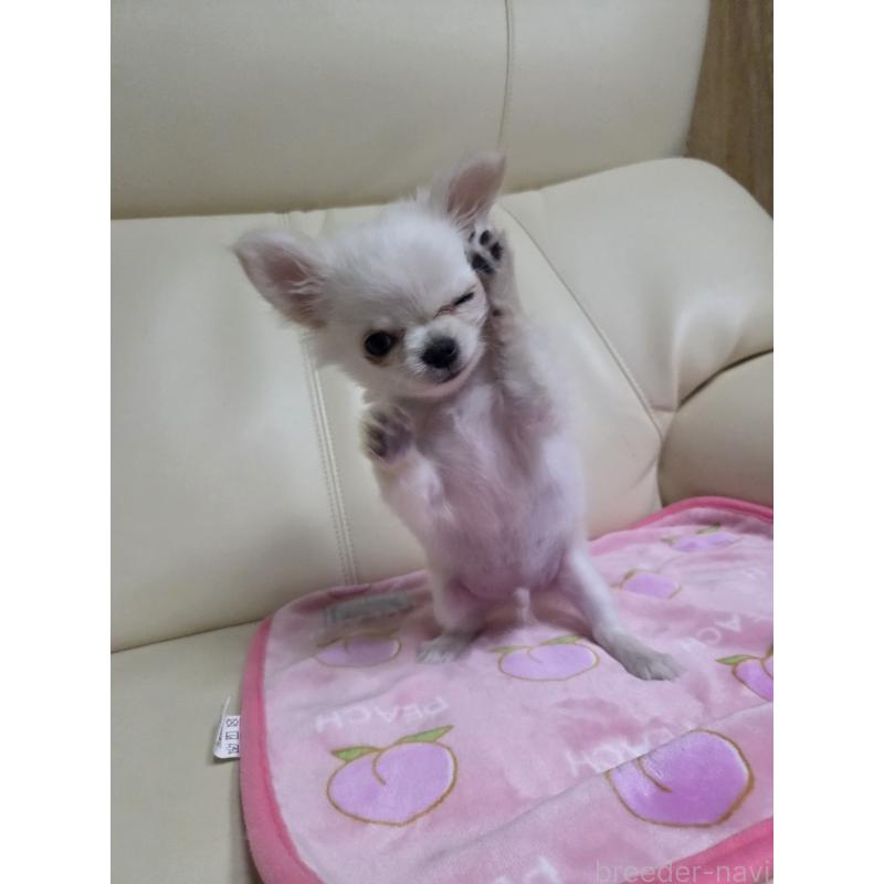 販売中の愛知県のチワワ(ロングコート)-427339の8枚目