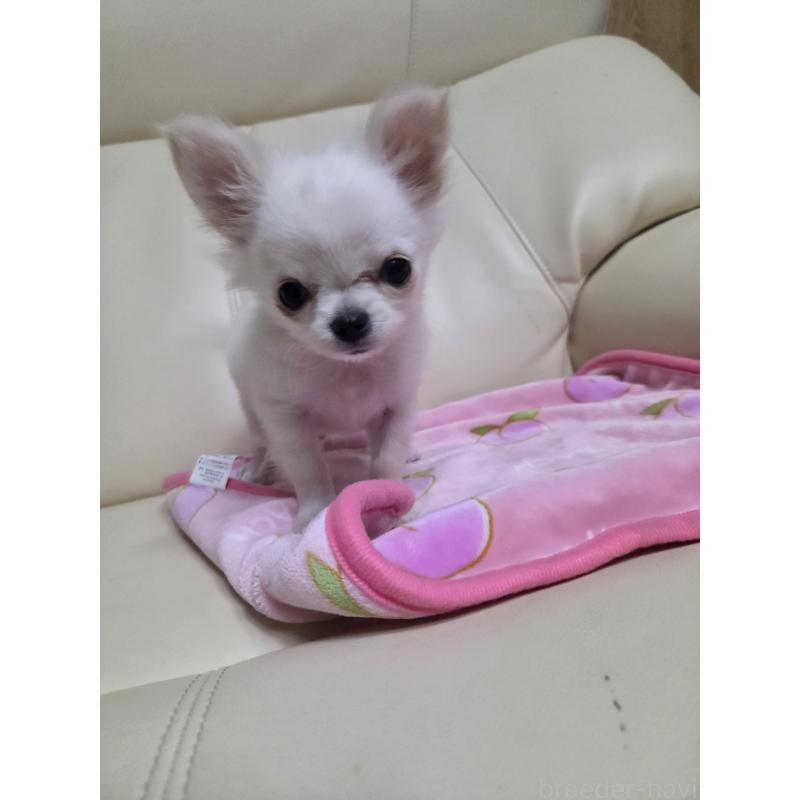 販売中の愛知県のチワワ(ロングコート)-427339の7枚目