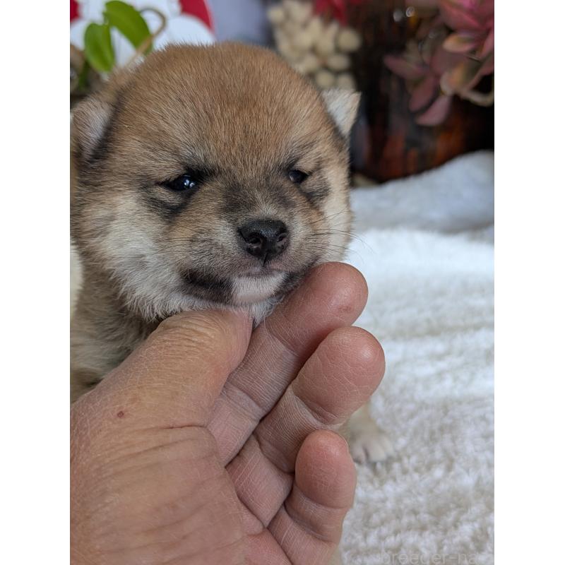 成約済の鹿児島県の豆柴-428239の3枚目