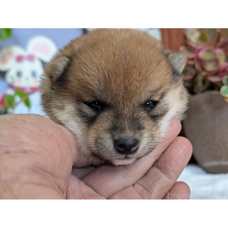 成約済の鹿児島県の豆柴-428239の2枚目