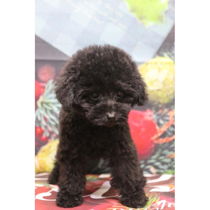 販売中の千葉県のティーカッププードル-424643の10枚目