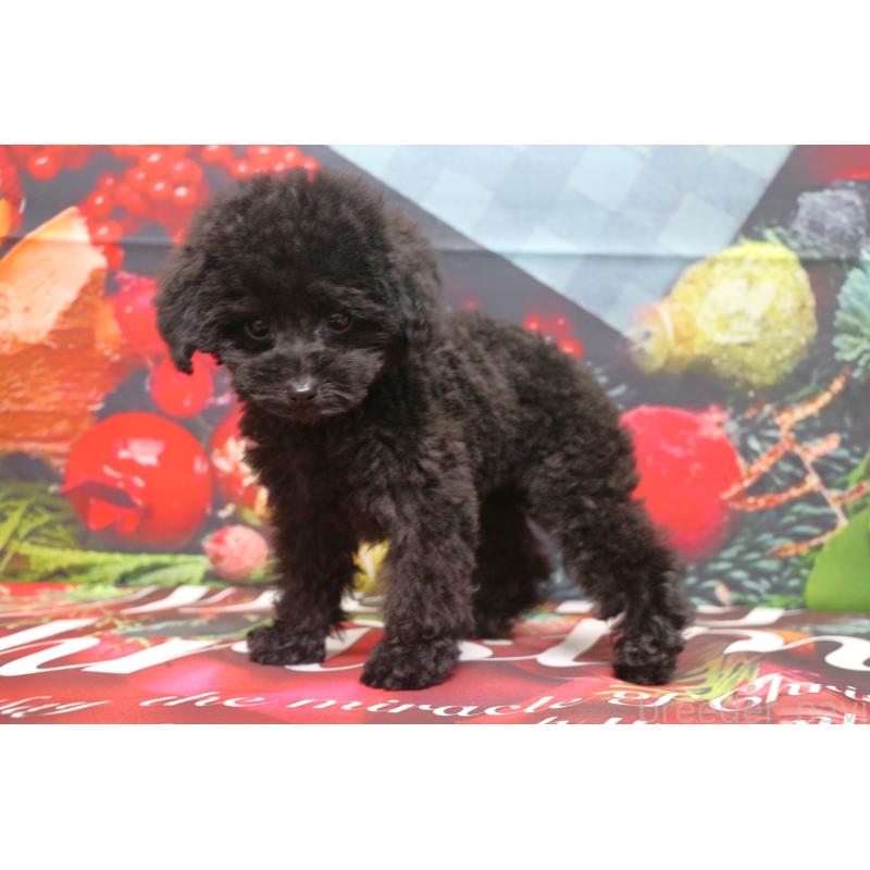 販売中の千葉県のティーカッププードル-424643の9枚目