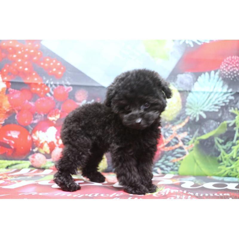 販売中の千葉県のティーカッププードル-424643の8枚目