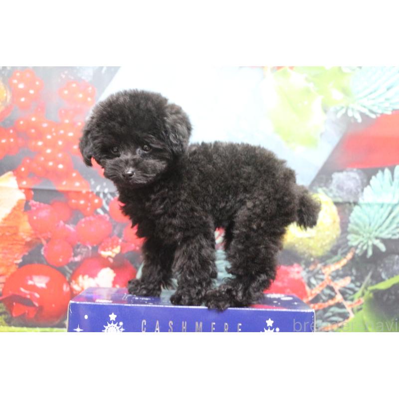 販売中の千葉県のティーカッププードル-424643の7枚目