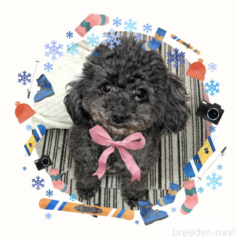 レディちゃん1枚目