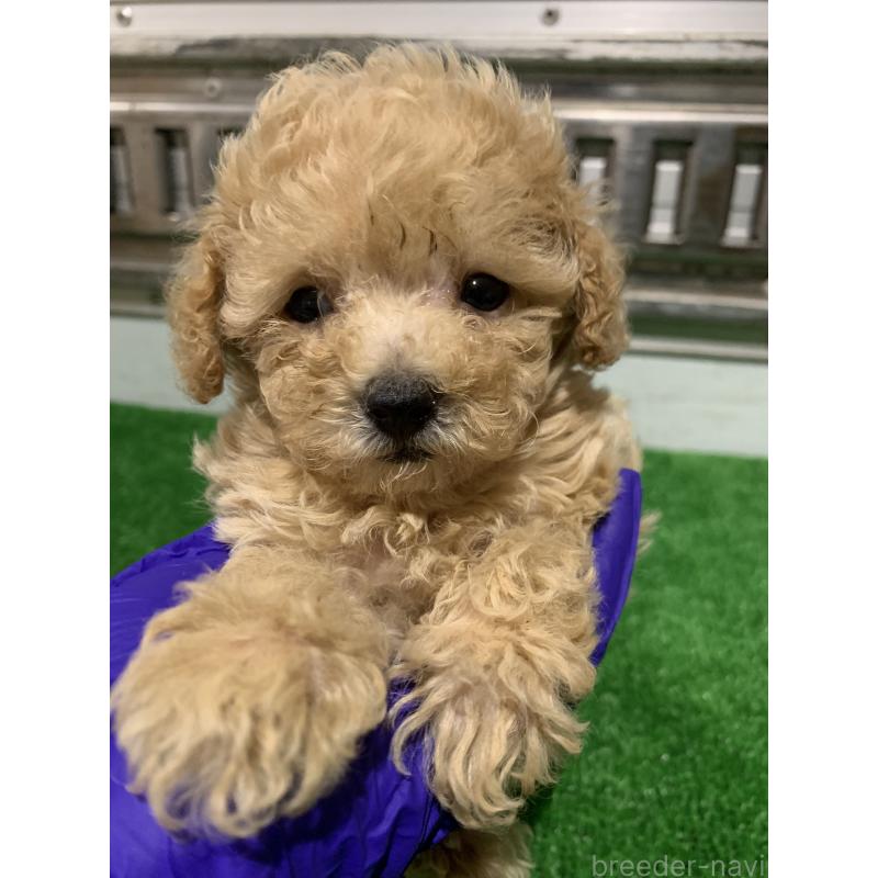 販売中の福岡県のトイプードル-430533の7枚目