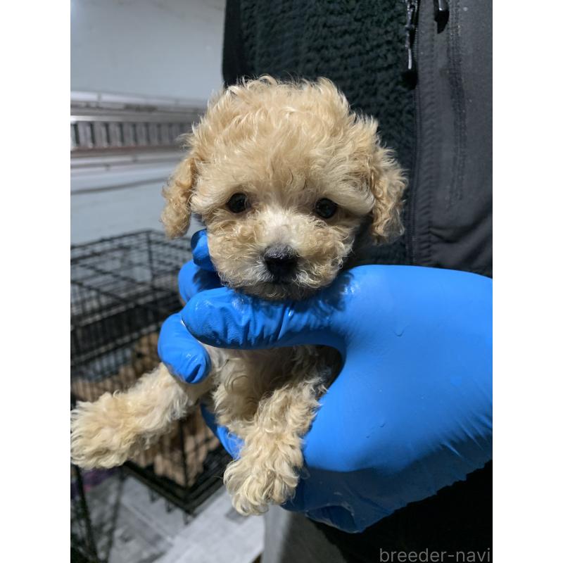 販売中の福岡県のトイプードル-430533の5枚目