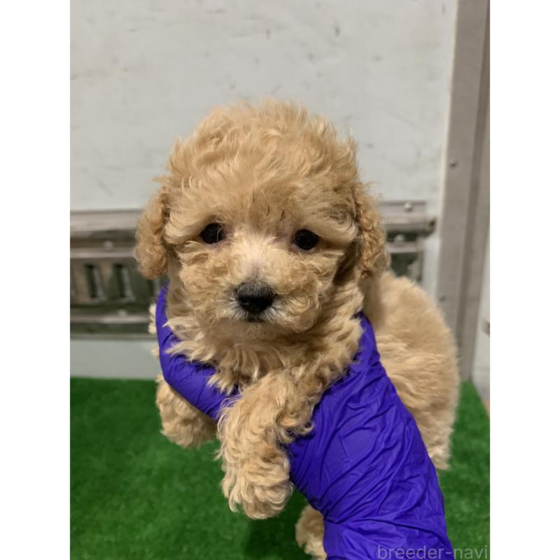 販売中の福岡県のトイプードル-430533の4枚目