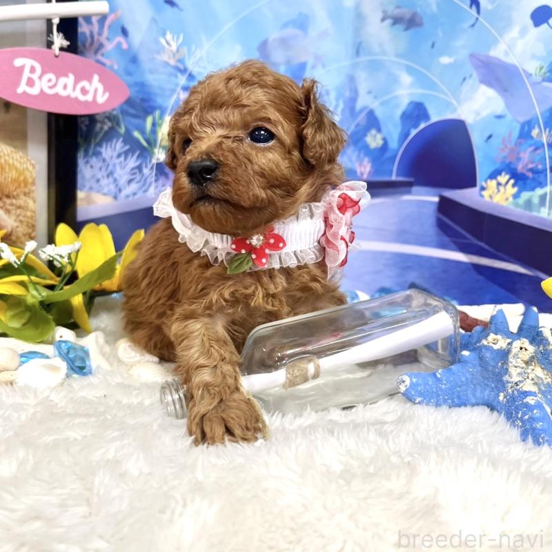 まさみちゃん1枚目