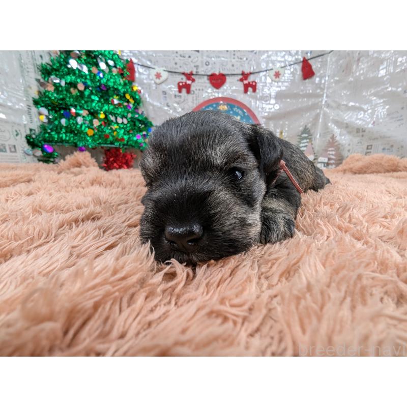 販売中の岐阜県のミニチュアシュナウザー-430349の6枚目