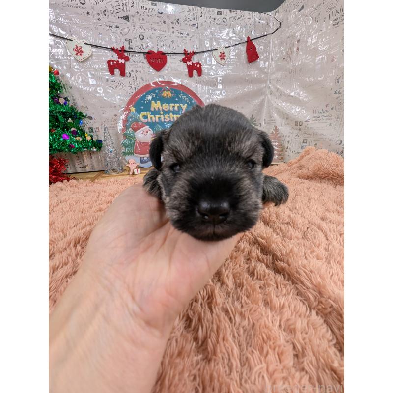 販売中の岐阜県のミニチュアシュナウザー-430349の5枚目