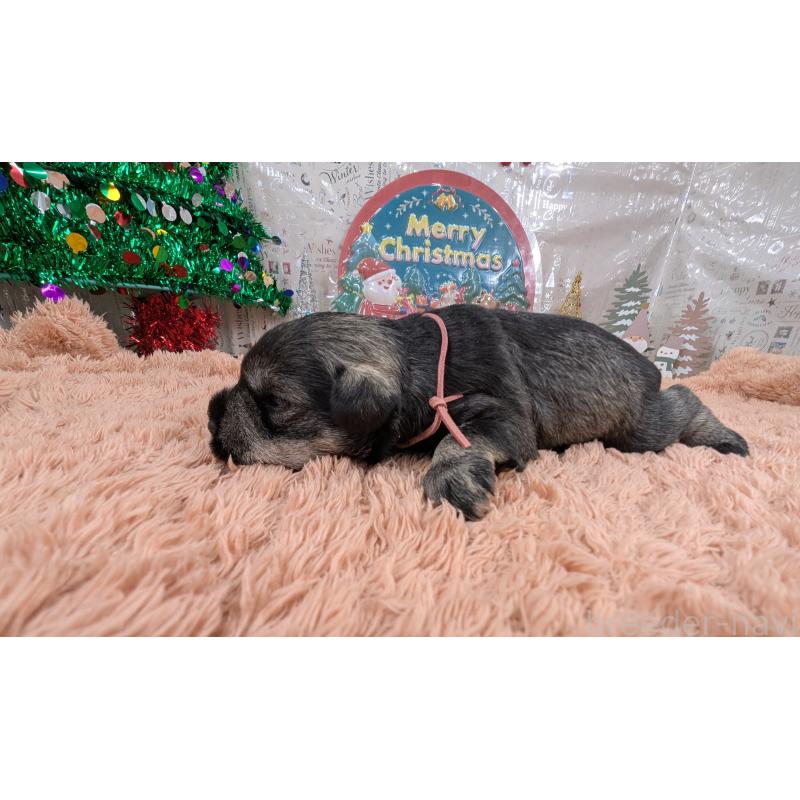 販売中の岐阜県のミニチュアシュナウザー-430349の4枚目