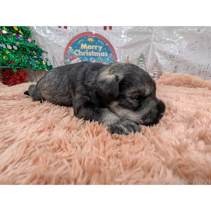 販売中の岐阜県のミニチュアシュナウザー-430349の3枚目