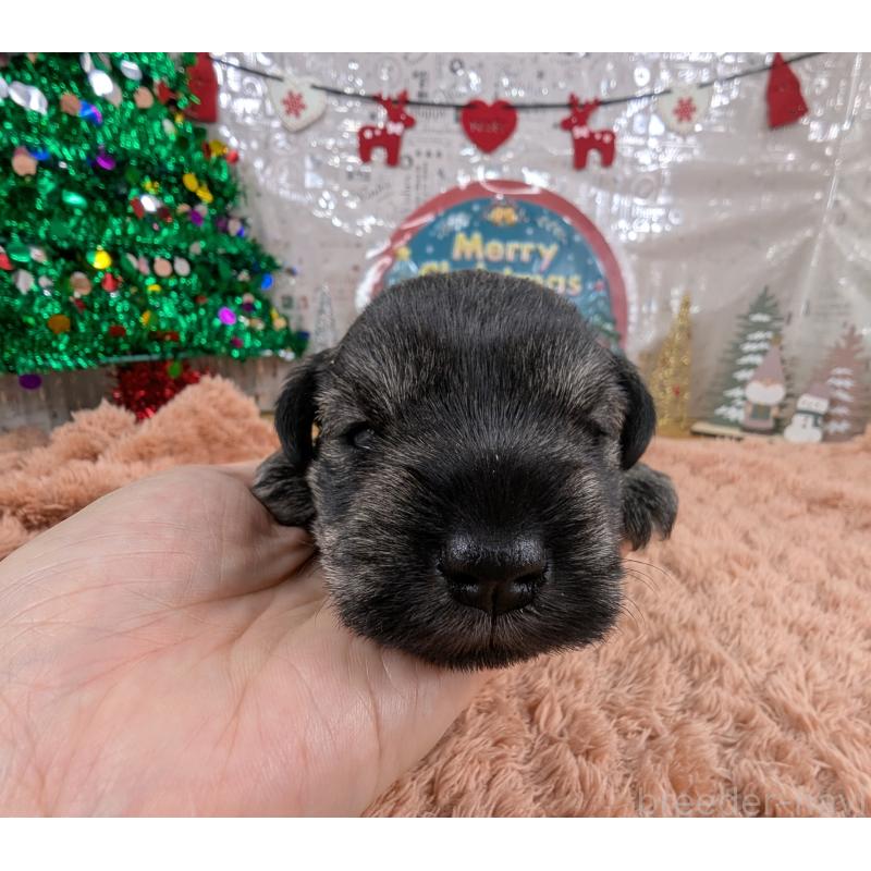 販売中の岐阜県のミニチュアシュナウザー-430349の2枚目