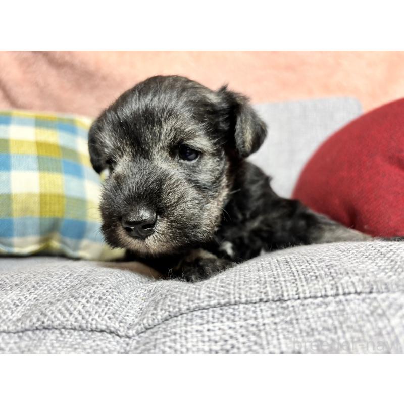 販売中の福岡県のミニチュアシュナウザー-430350の9枚目