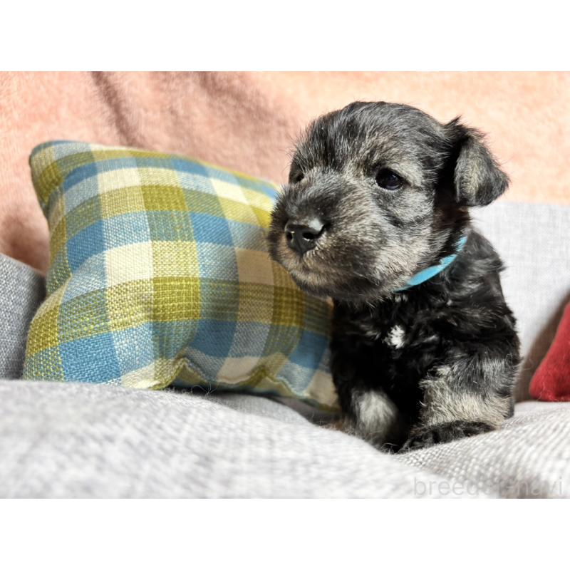 販売中の福岡県のミニチュアシュナウザー-430350の8枚目