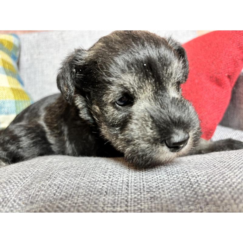 販売中の福岡県のミニチュアシュナウザー-430350の7枚目