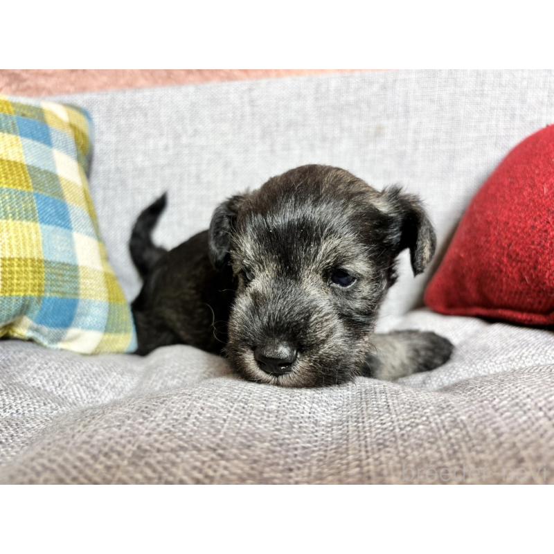 販売中の福岡県のミニチュアシュナウザー-430350の6枚目