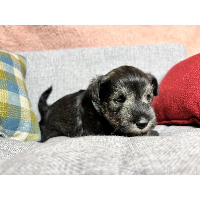 販売中の福岡県のミニチュアシュナウザー-430350の5枚目