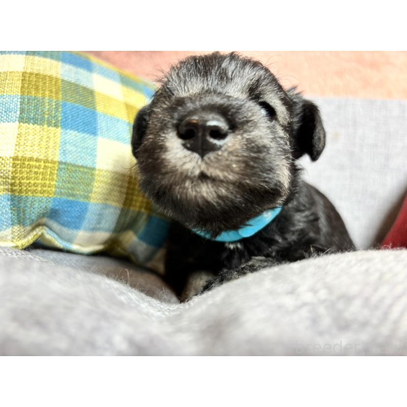 販売中の福岡県のミニチュアシュナウザー-430350の4枚目