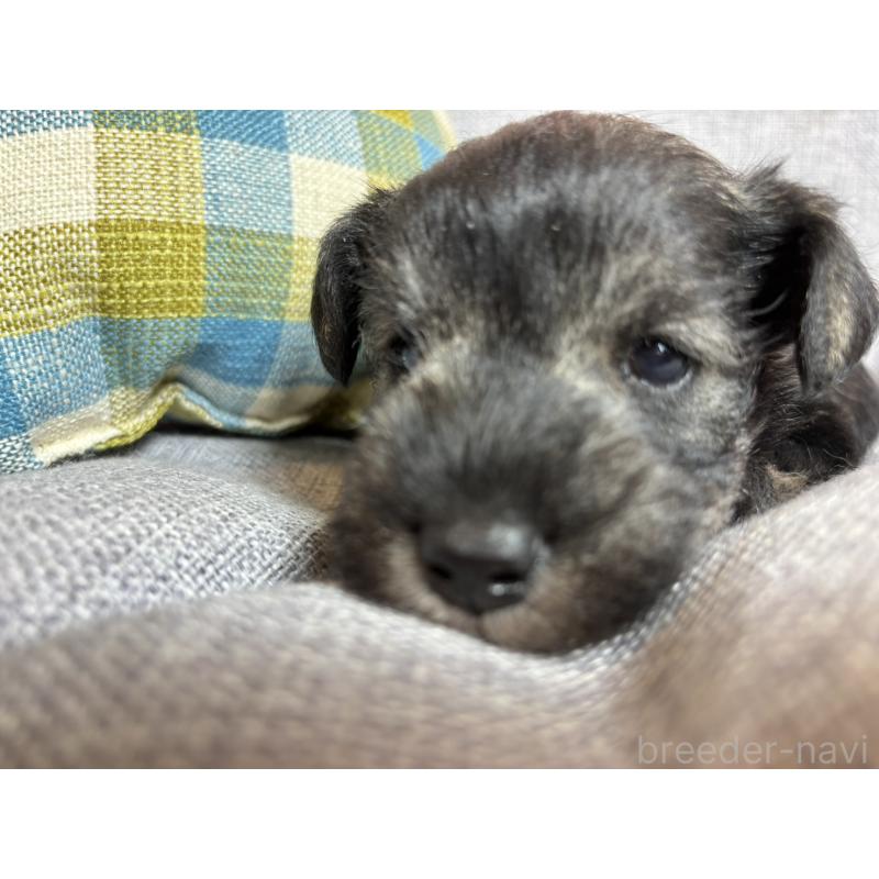 販売中の福岡県のミニチュアシュナウザー-430350の3枚目