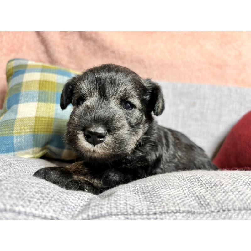 販売中の福岡県のミニチュアシュナウザー-430350の2枚目