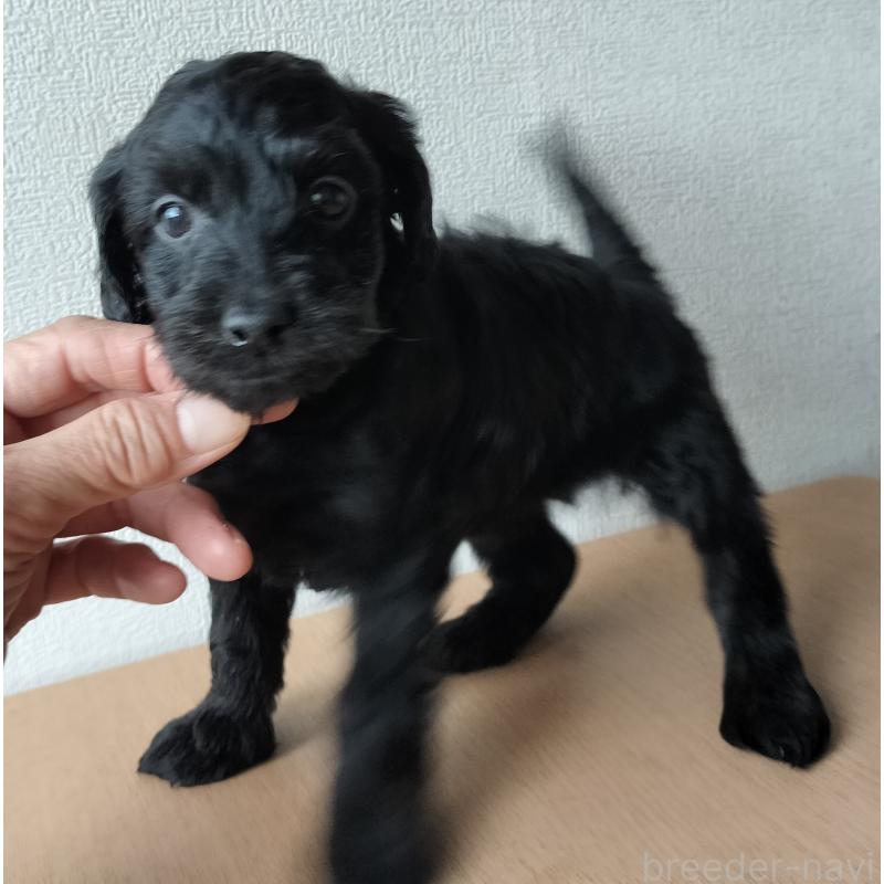 販売中の岐阜県のミックス犬-430530