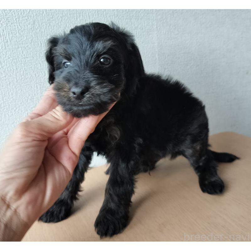 販売中の岐阜県のミックス犬-430531の2枚目