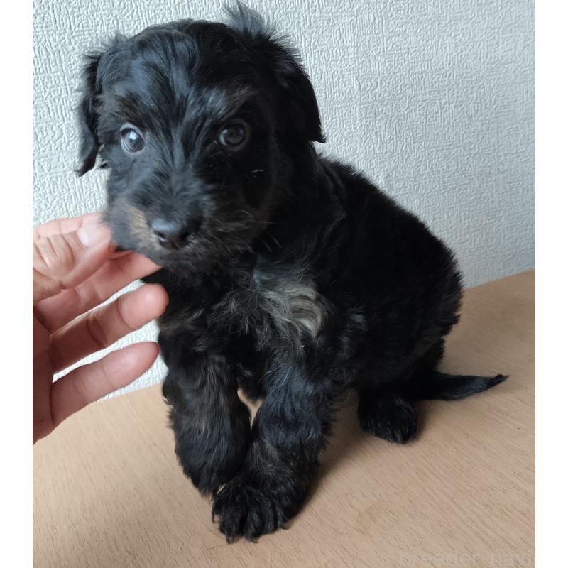 販売中の岐阜県のミックス犬-430531の1枚目