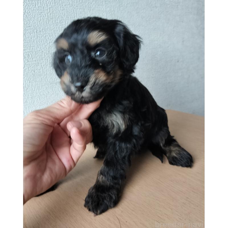 販売中の岐阜県のミックス犬-430532の2枚目