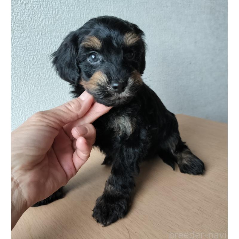 販売中の岐阜県のミックス犬-430532